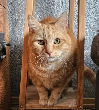 Garfield